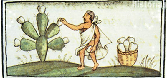 El nopal, ¿la planta qué nunca muere?