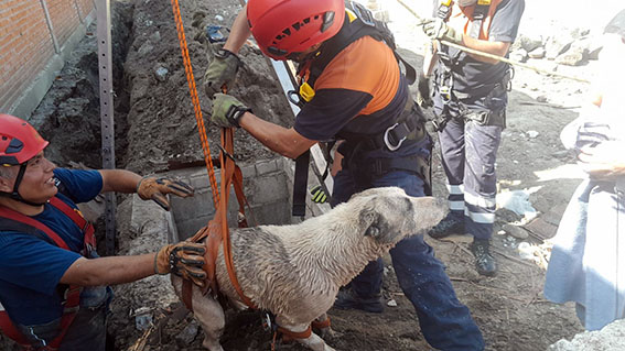 Bomberos rescatan a dos canes