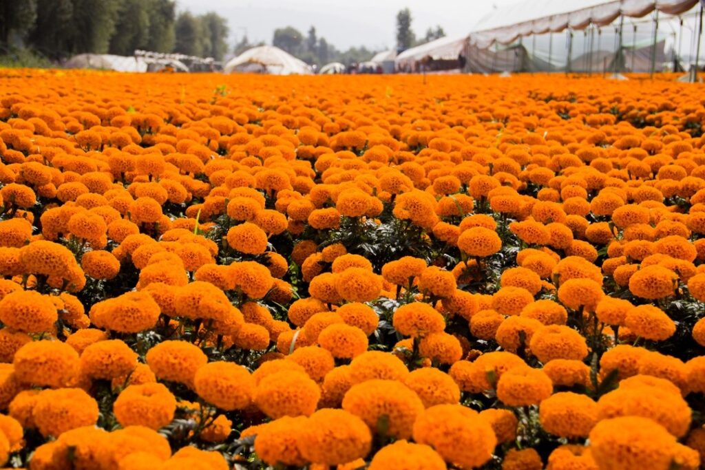 Productores de cempasúchil atienden mercado local y nacional  * Esperan una derrama económica de más de 100 mdp