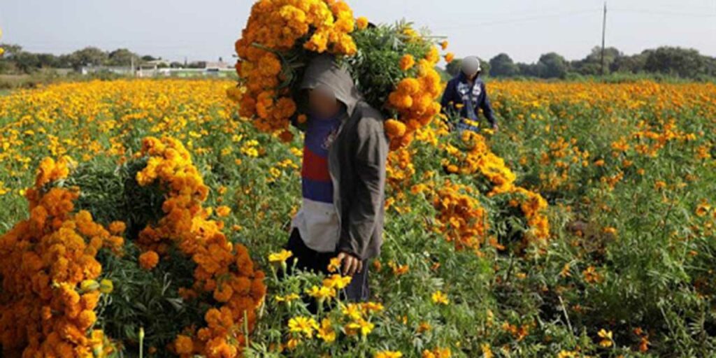 Floricultores desplazan 700 toneladas de cempasúchil  * Son 300 productores quienes ofertan la flor  Por Vidal SOLÍS
