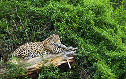 El Jaguar