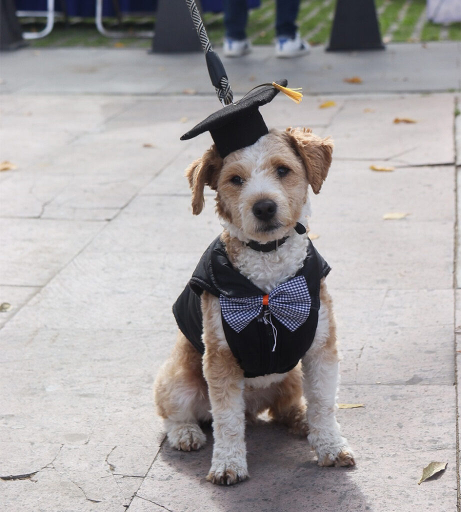 Se graduaron 20 “lomitos”