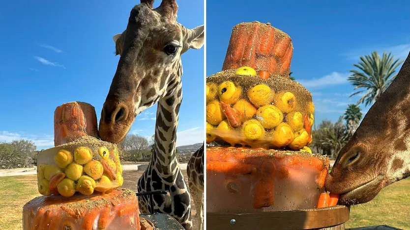Consienten a jirafa “Benito” con un refrescante pastel en Puebla