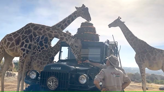 Jirafa “Benito” se integra con éxito a su manada en Africam