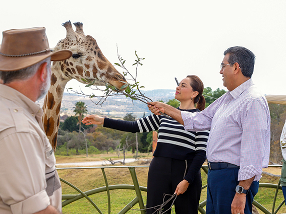 Puebla da bienvenida a jirafa «Benito»