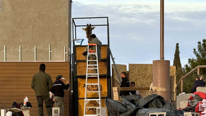 Comenzó el traslado de la jirafa “Benito de Ciudad Juárez a Puebla