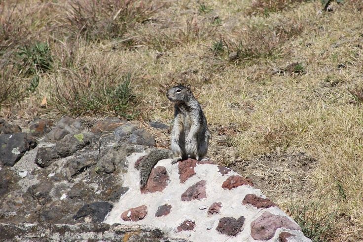 Se busca solución a plaga de ardillas en la pirámide