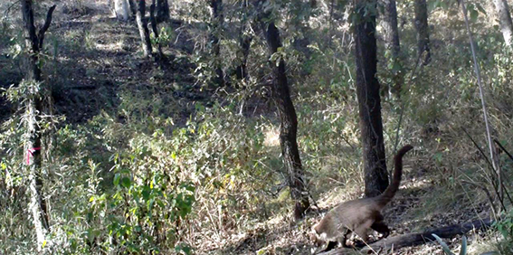 Cámaras trampa de Medio Ambiente captan vida silvestre en su hábitat natural