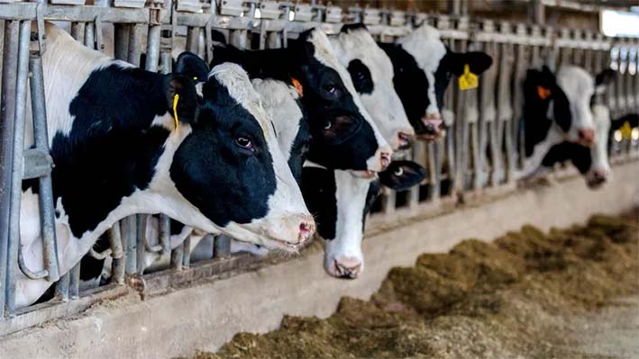 OMS Alerta por detección de virus de gripe aviar en leche de vacas infectadas en EUA