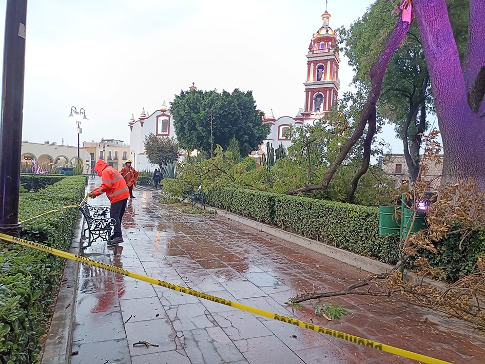 Cayó rama de árbol en el zócalo