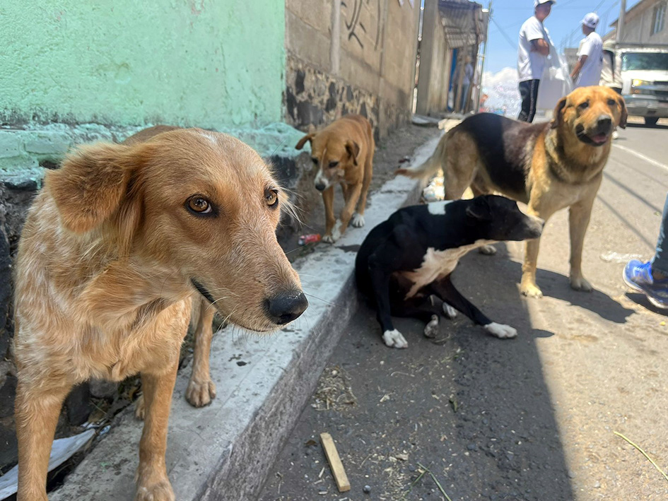 Tenencia responsable de mascotas: Lolita Parra
