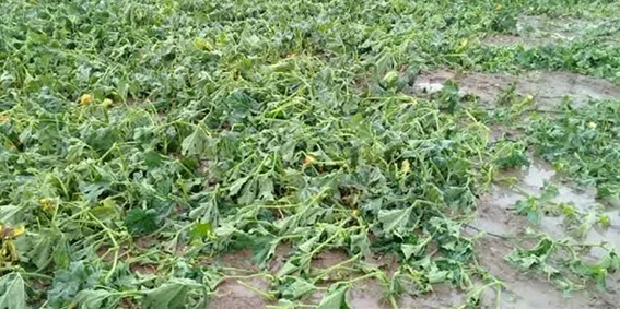 Las lluvias, dañaron cultivos de legumbres
