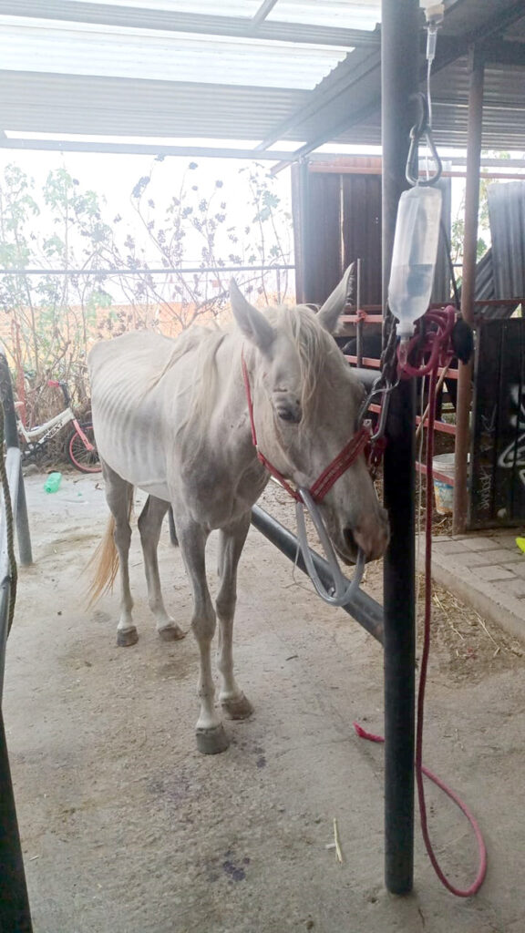 Rescata Centro de Adopción y Bienestar Animal, a una yegua con signos de maltrato animal