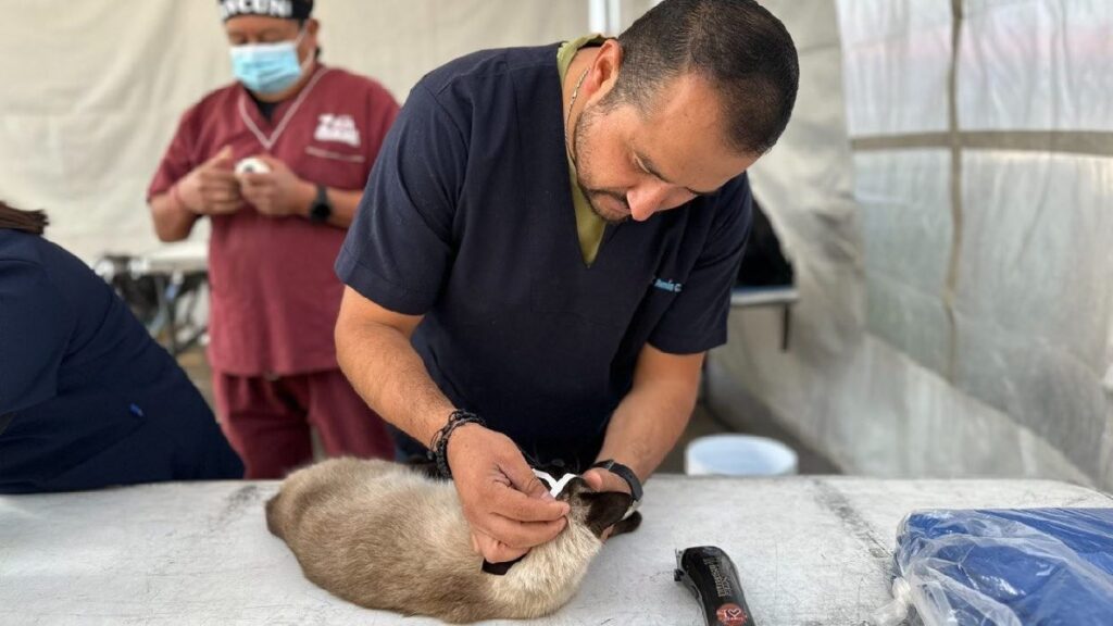 Jornada de esterilización el viernes 7 de junio
