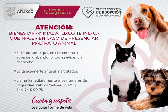 Protege a los animales, Bienestar Animal te dice como * Ante casos de violencia, nadie se debe quedar callado