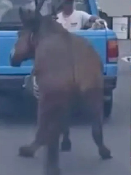 A un año, fue detenido por maltrato animal