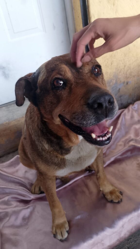 Centro de Bienestar Animal atiende a lomito agredido con arma punzocortante 