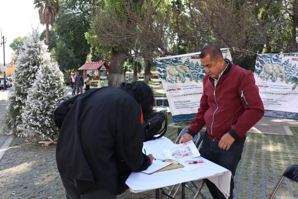 Promueve Gobierno de San Pedro Cholula el reciclaje de árboles de Navidad
