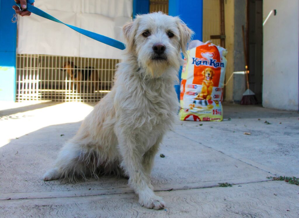 CAMBIA UNA VIDA: GOBIERNO DE HUEJOTZINGO INVITA A ADOPTAR A LOS PERRITOS RESGUARDADOS DURANTE EL CARNAVAL 2026