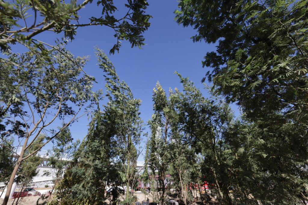 ÁRBOLES DEL BOSQUE URBANO GENERARÁN AGUA, OXÍGENO Y ALBERGARÁN VIDA