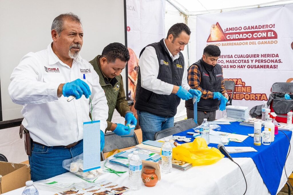REFUERZA GOBIERNO ESTATAL PREVENCIÓN DEL GUSANO BARRENADOR EN LA SIERRA NEGRA