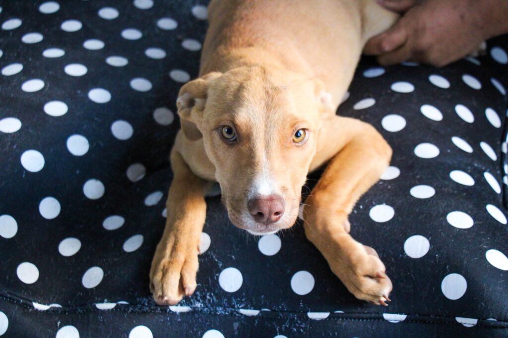 4 PERRITOS BUSCAN FAMILIA EN HUEJOTZINGO: ROBERTO SOLÍS IMPULSA ADOPCIÓN RESPONSABLE