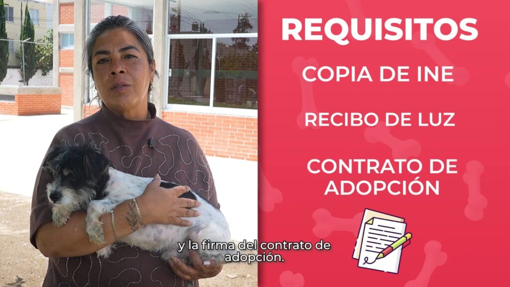ROBERTO SOLÍS INICIA PROTOCOLO DE RESGUARDO Y ADOPCIÓN PARA PERRITOS COMUNITARIOS DEL ZÓCALO DE HUEJOTZINGO