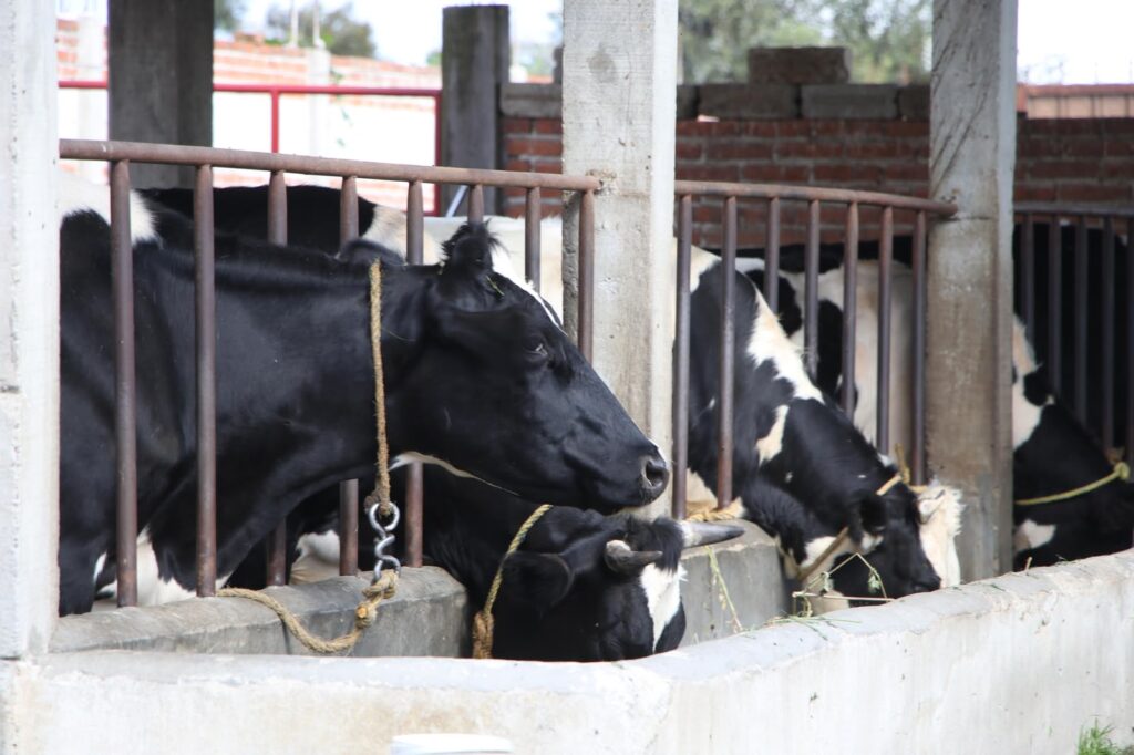 Abre UTH Ingeniería en Producción Animal, primera generación inicia en septiembre